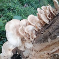 Pleurotus tuber